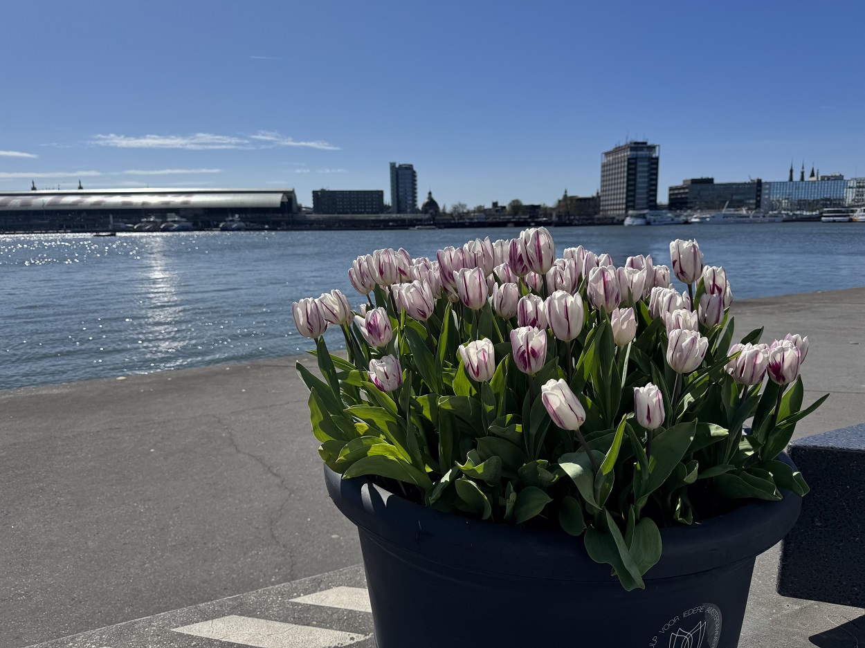 Festiwal Tulipanow Amsterdam