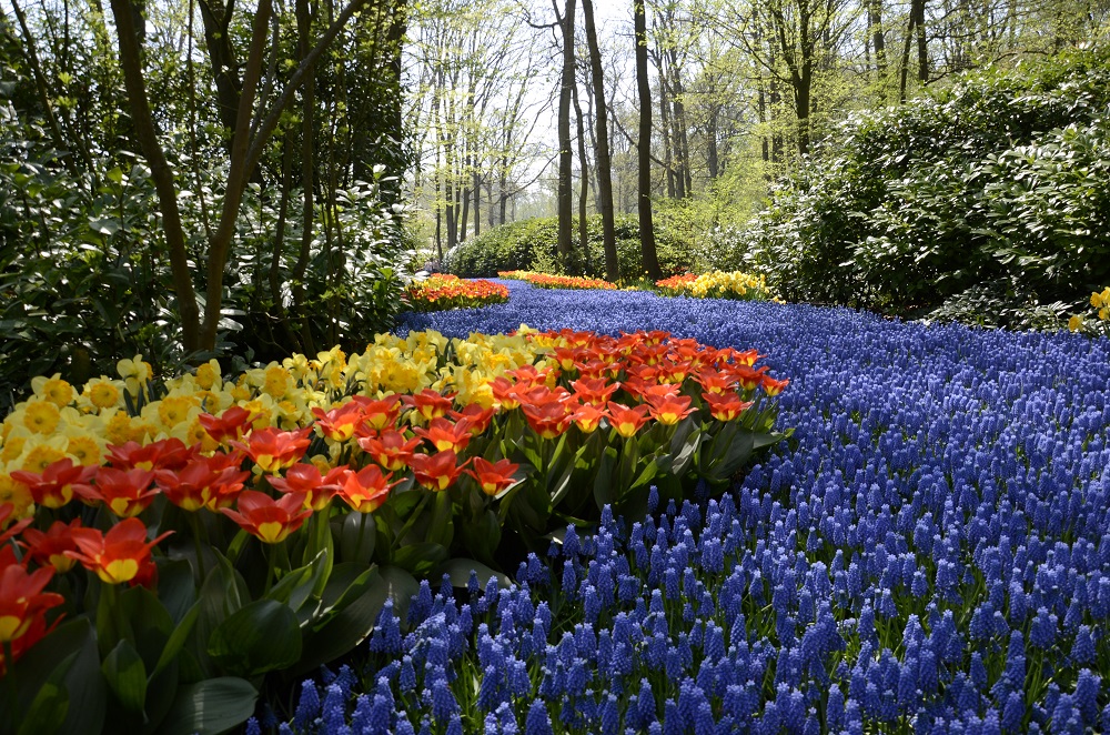 Keukenhof Holandia 2026