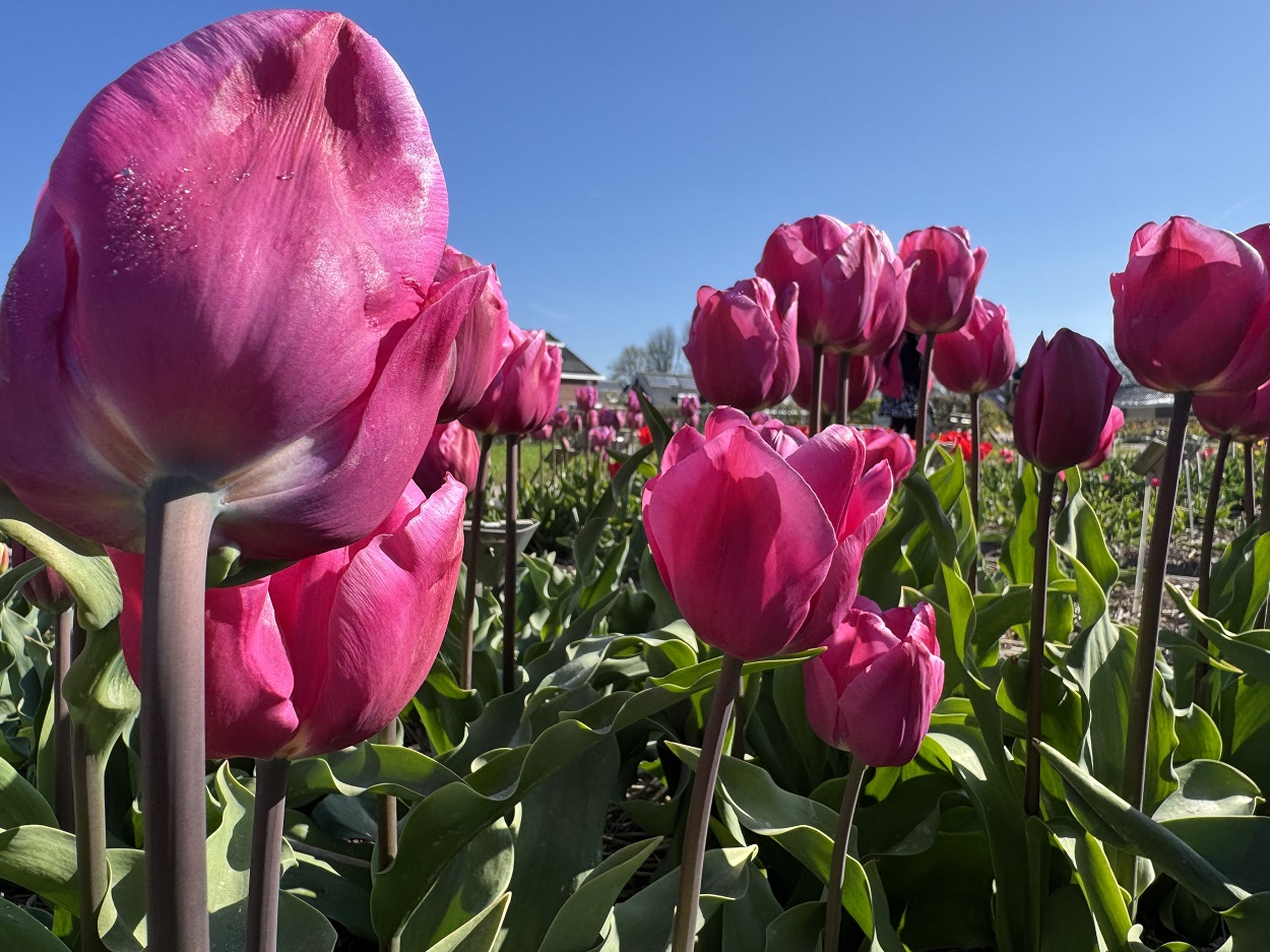 Bilety do Keukenhof 2026 wyprzedane