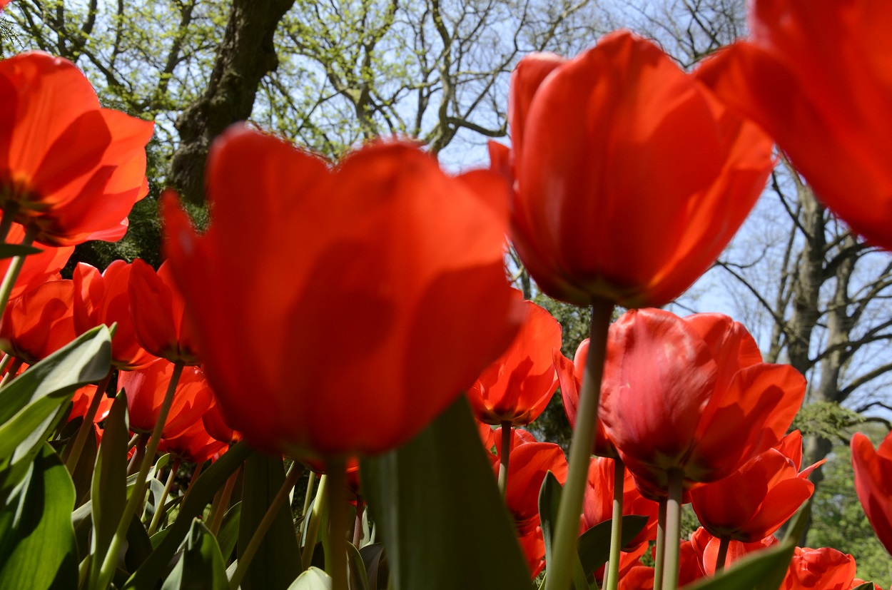 Tulip Festival Card Hollandia